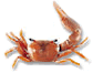 Fiddler Crabs