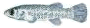 Mud Minnows