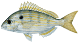Pinfish